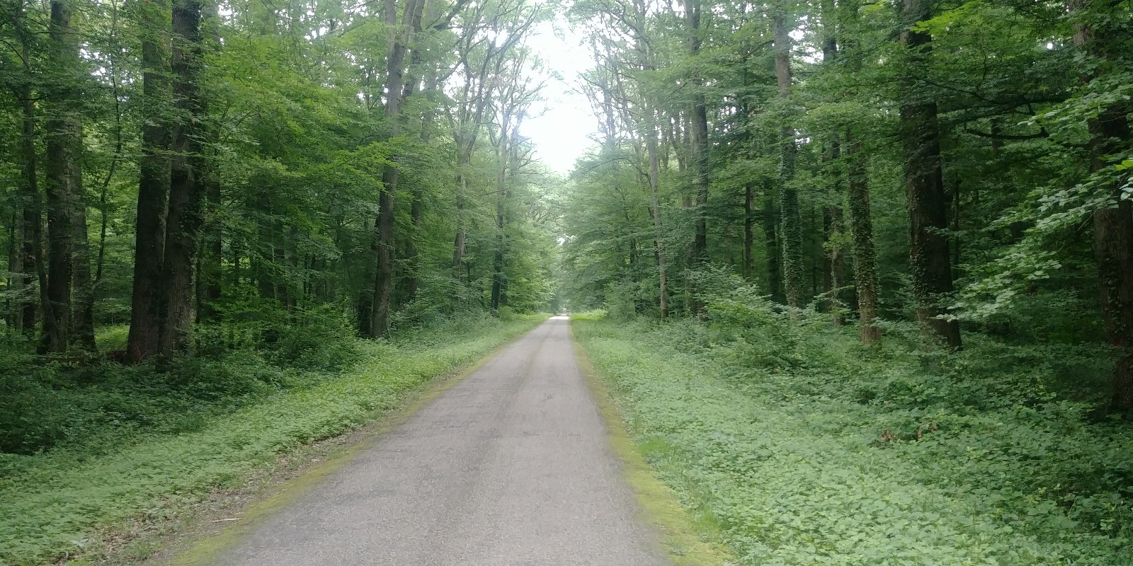 Weggetje door het bos